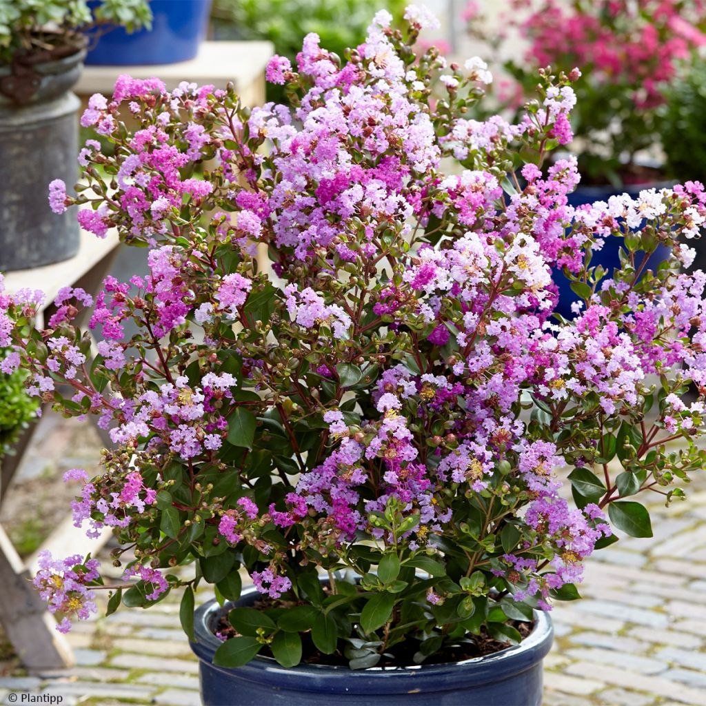 Lagerstroemia indica With Love Eternal (Milavio) - Lilas des Indes