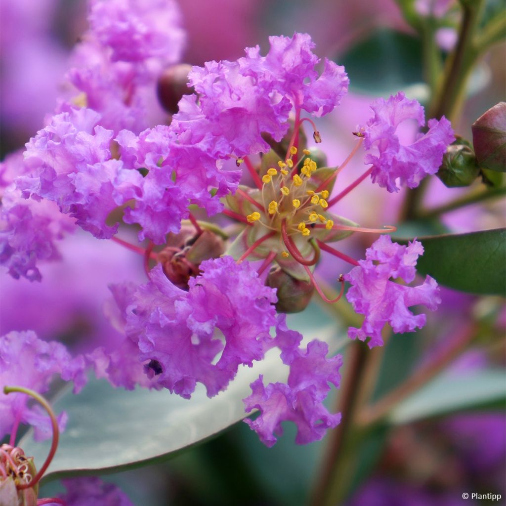 Lagerstroemia indica With Love Eternal (Milavio) - Lilas des Indes