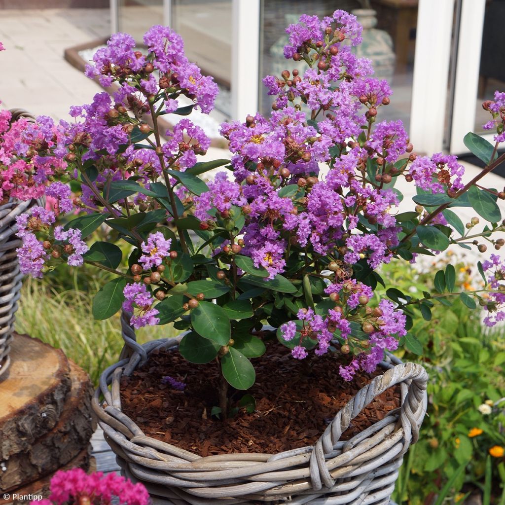 Lagerstroemia indica With Love Eternal (Milavio) - Lilas des Indes