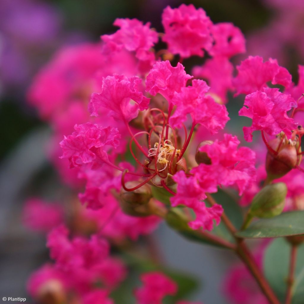 Lagerstroemia indica With Love Kiss Milarosso - Lilas des Indes