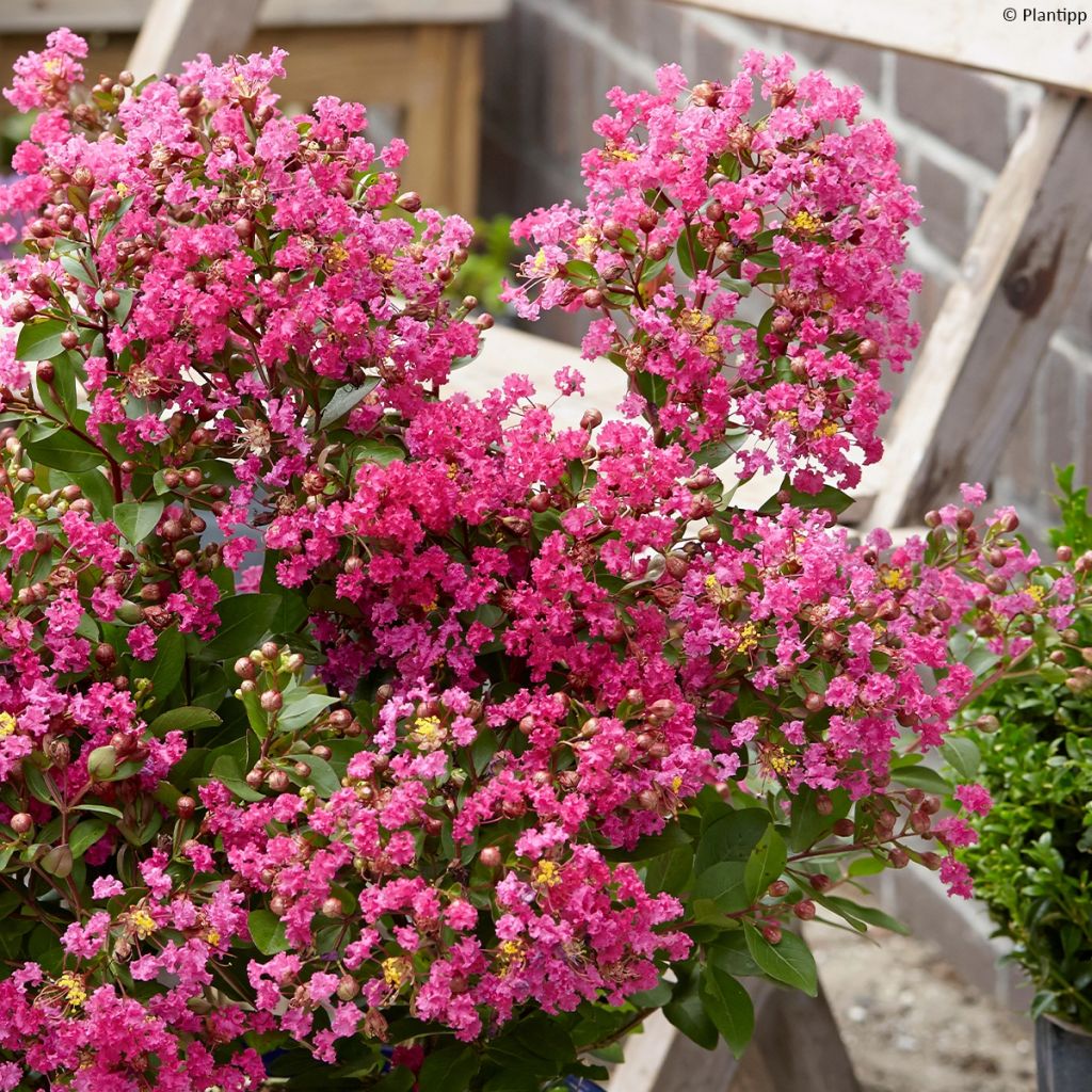 Lagerstroemia indica With Love Kiss Milarosso - Lilas des Indes