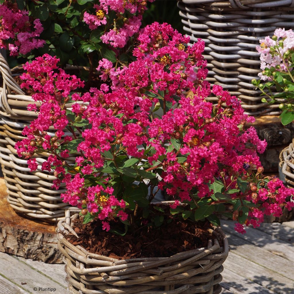 Lagerstroemia indica With Love Kiss Milarosso - Lilas des Indes