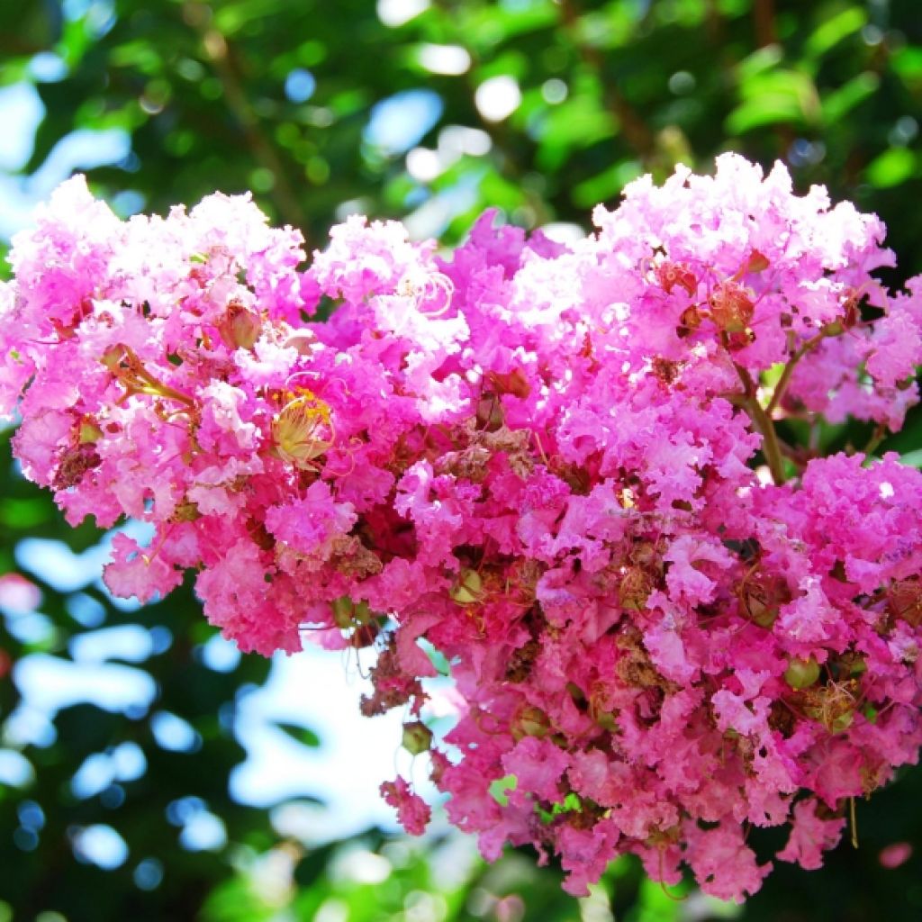 Lilas des Indes World's Fair - Lagerstroemia indica