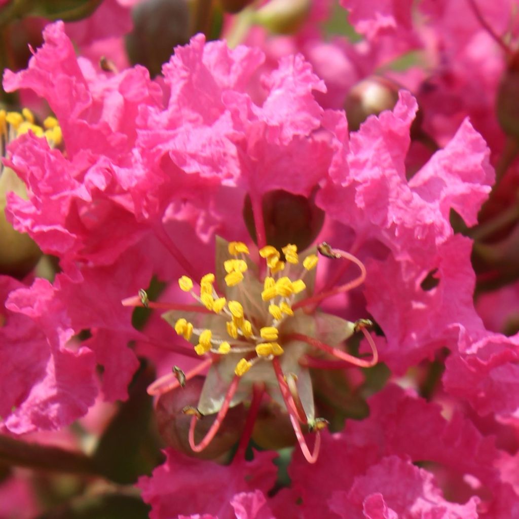 Lagerstroemia indica Yang Tse - Lilas des Indes	