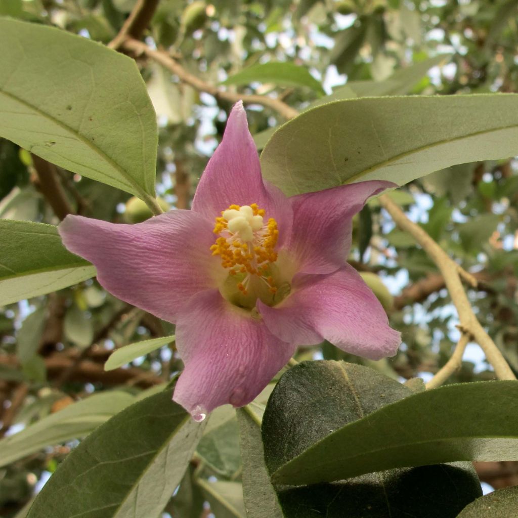 Lagunaria patersonii - Hibiscus de l'île de Norfolk,