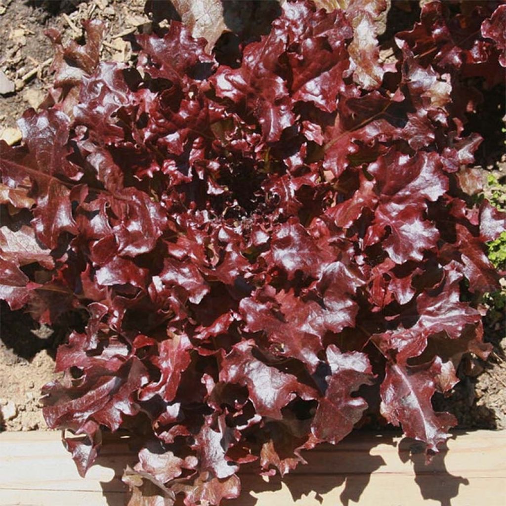 Laitue feuille de Chêne Eluarde en plants