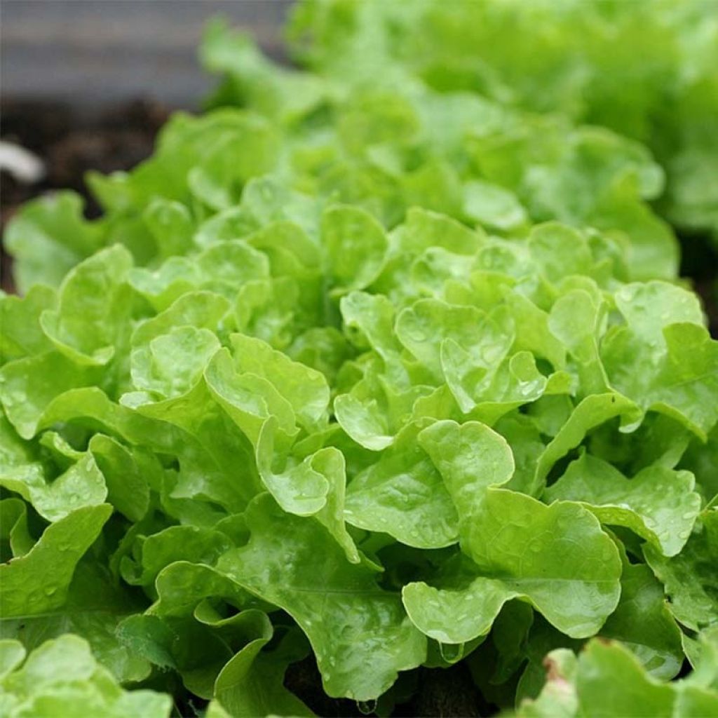 Laitue feuille de Chêne Panisse en plants