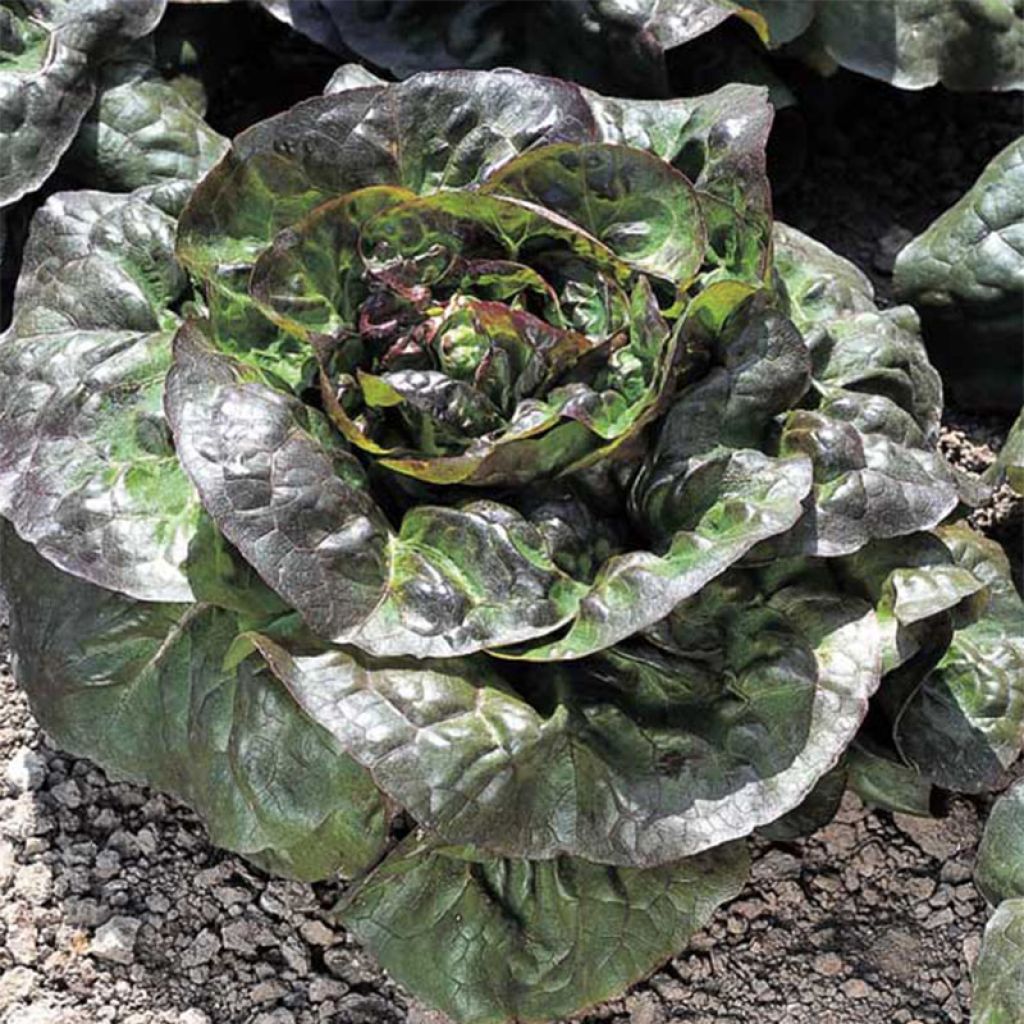 Laitue Grasse Rougette Cardinale - Lactuca sativa