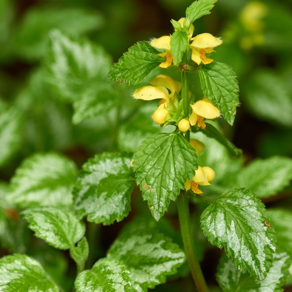 Lamiastrum ou Lamium galeobdolon - Ortie jaune