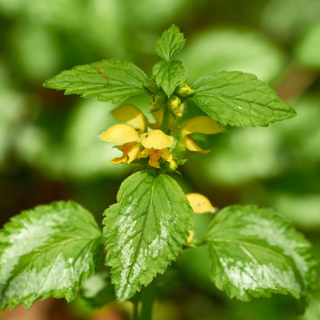 Lamiastrum ou Lamium galeobdolon - Ortie jaune