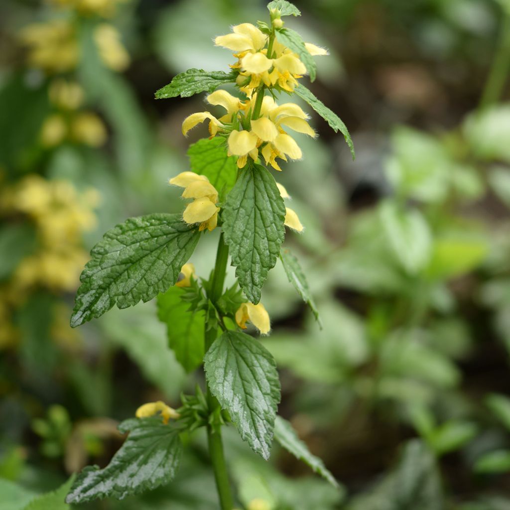 Lamiastrum ou Lamium galeobdolon - Ortie jaune