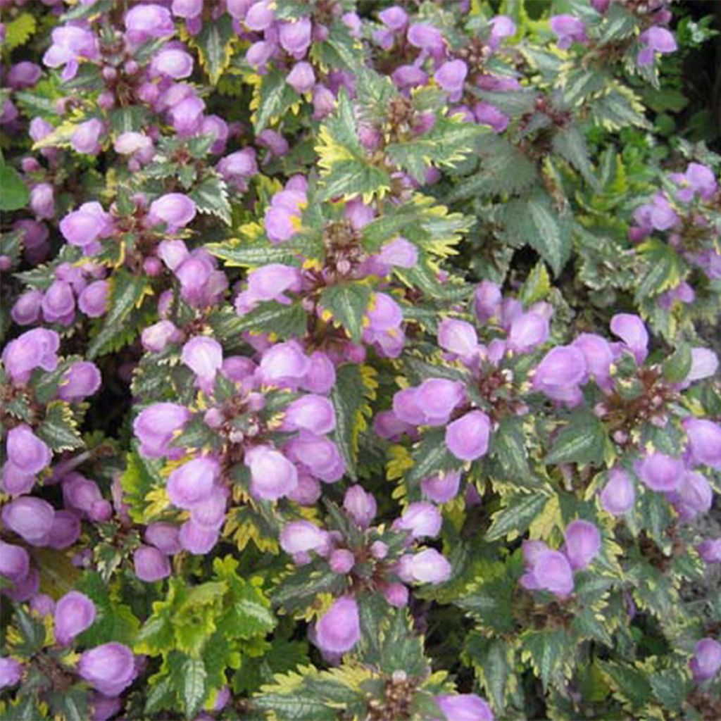 Lamium Maculatum Golden Anniversary, Lamier