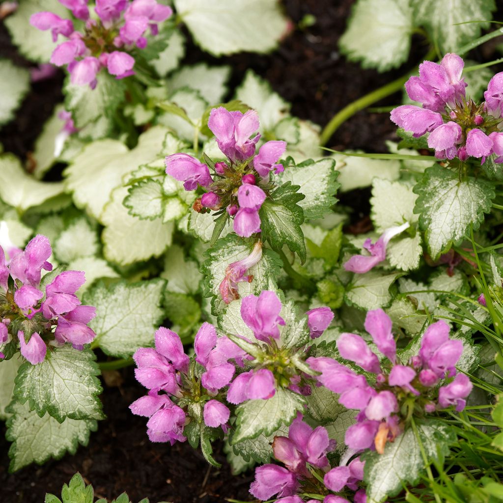 Lamium maculatum Beacon Silver - Lamier argenté rose magenta