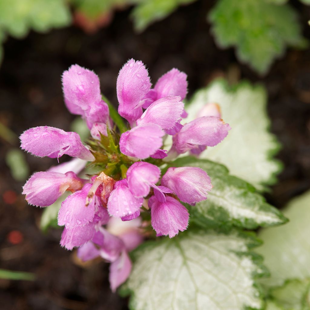 Lamium maculatum Beacon Silver - Lamier argenté rose magenta