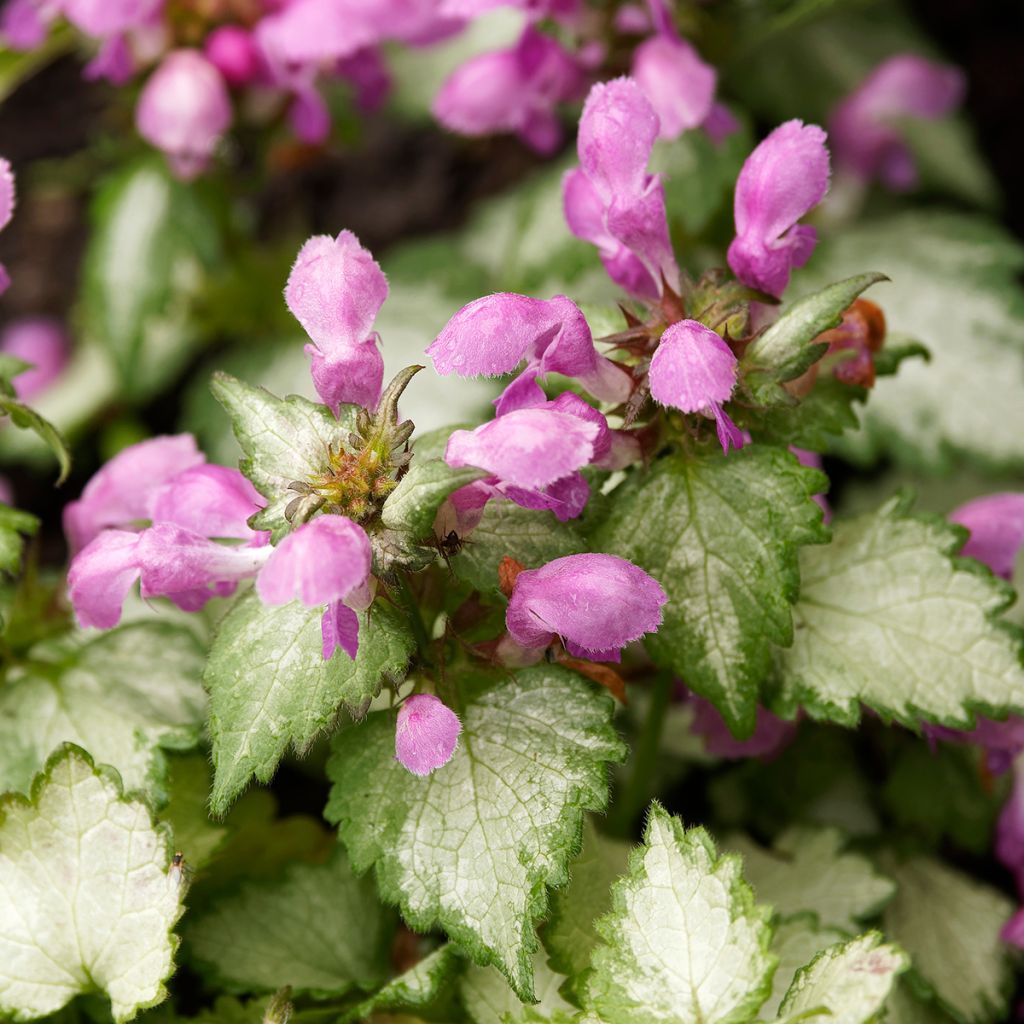 Lamium maculatum Beacon Silver - Lamier argenté rose magenta