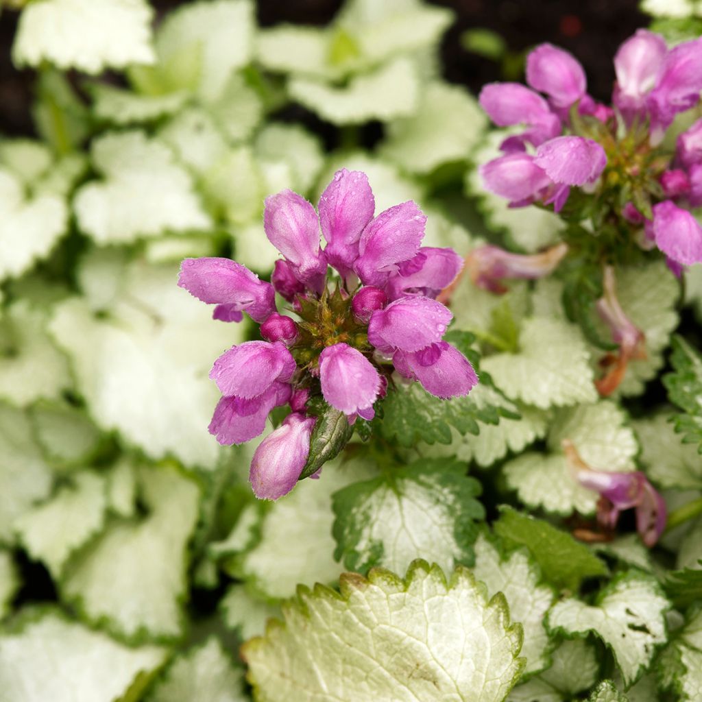 Lamium maculatum Beacon Silver - Lamier argenté rose magenta