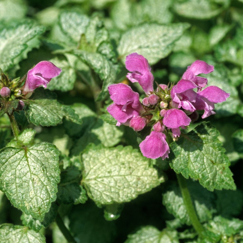 Lamium maculatum Beacon Silver - Lamier argenté rose magenta