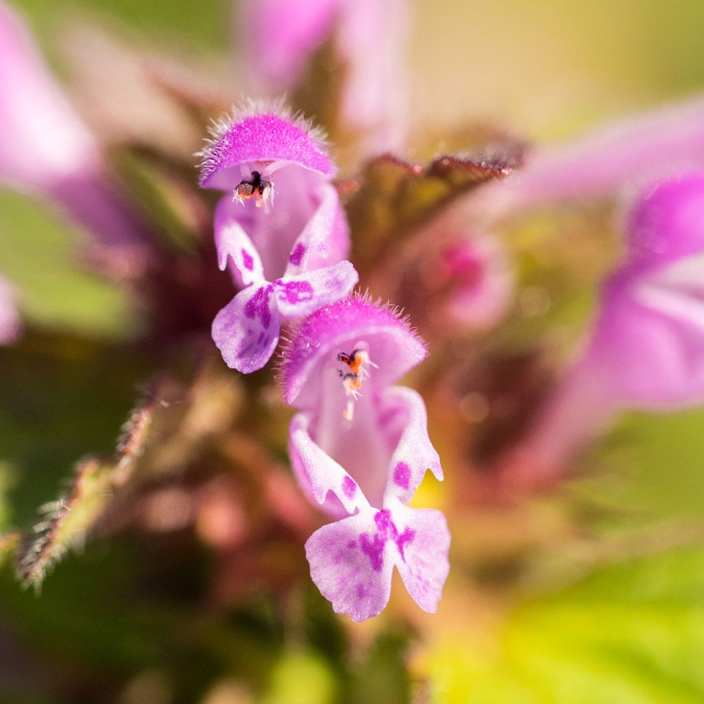 Lamium maculatum Beacon Silver - Lamier argenté rose magenta