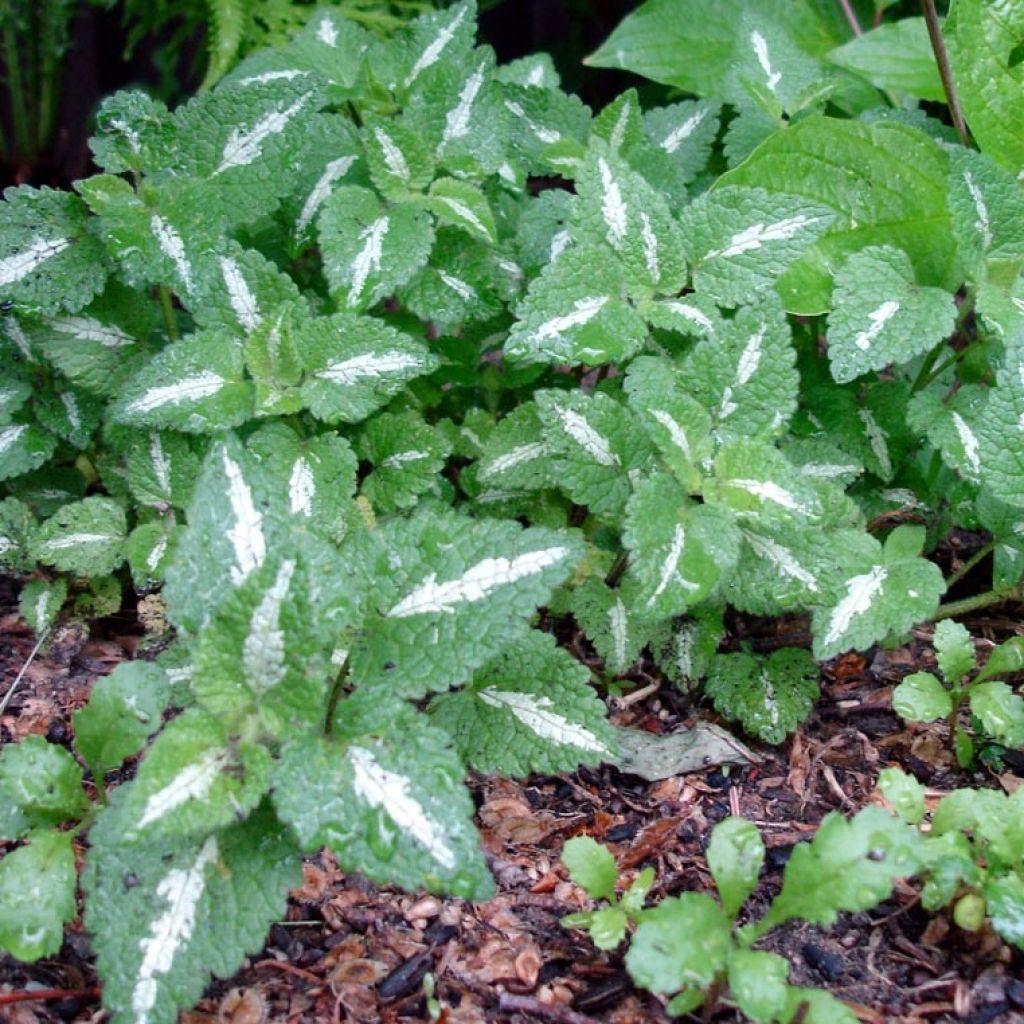 Lamium maculatum Chequers