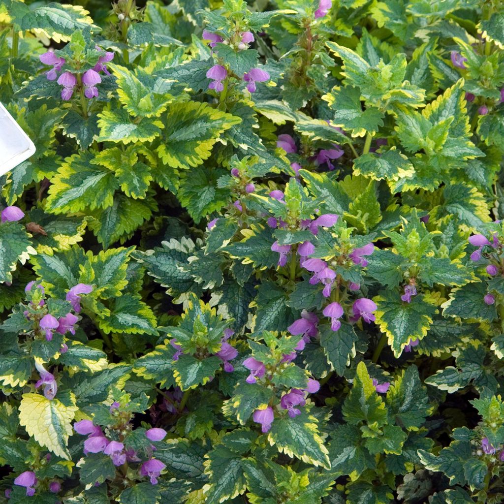 Lamium maculatum Golden Anniversary - Lamier panaché