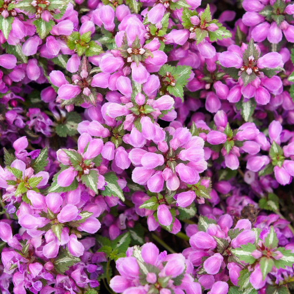 Lamium maculatum Pink Pewter - Lamier rose