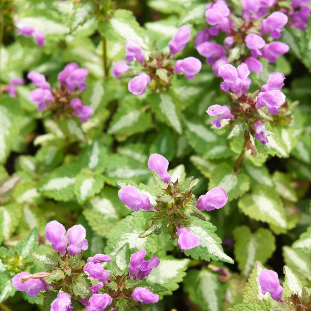 Lamium maculatum Pink Pewter - Lamier rose