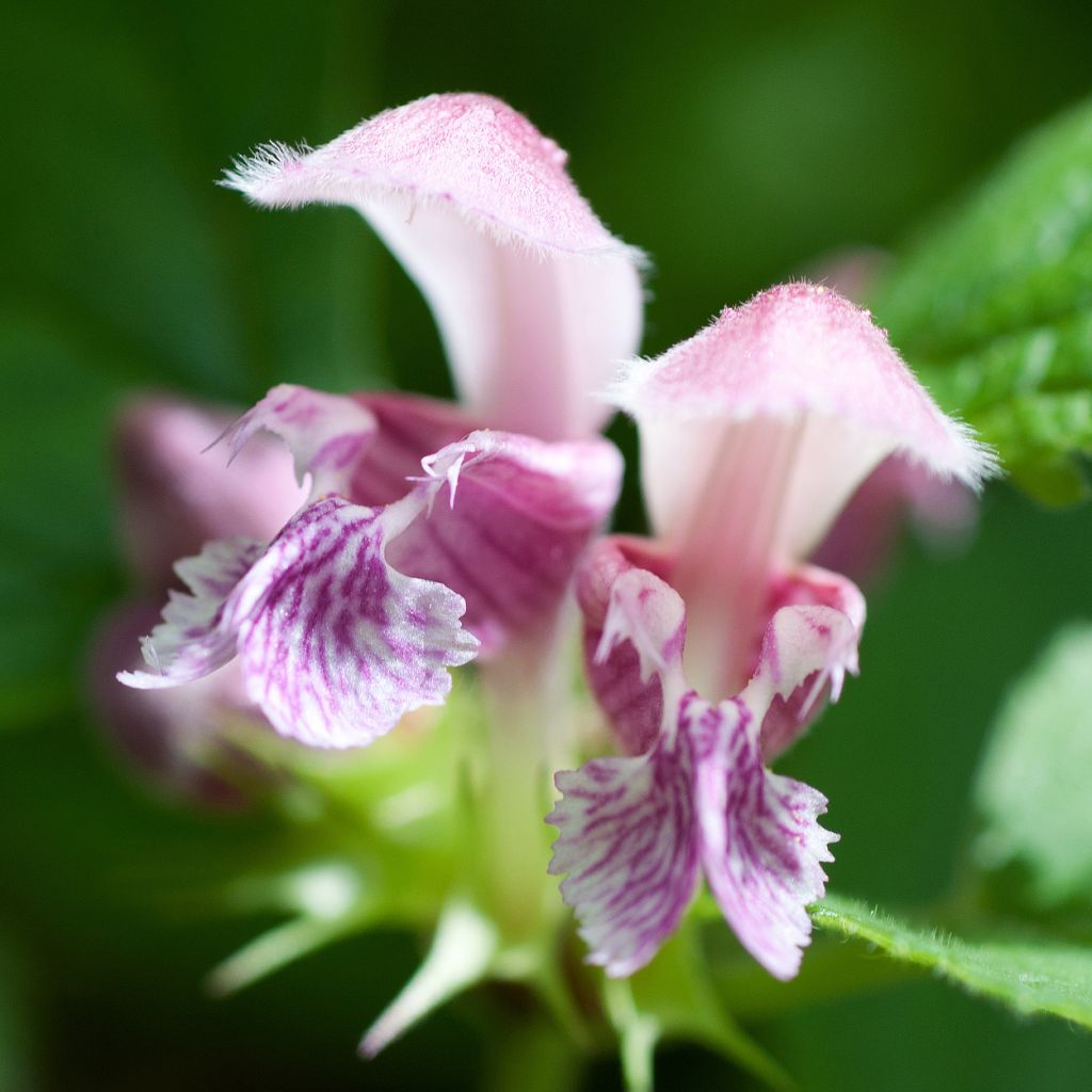 Lamium maculatum Purple Dragon - Lamier argenté et violet