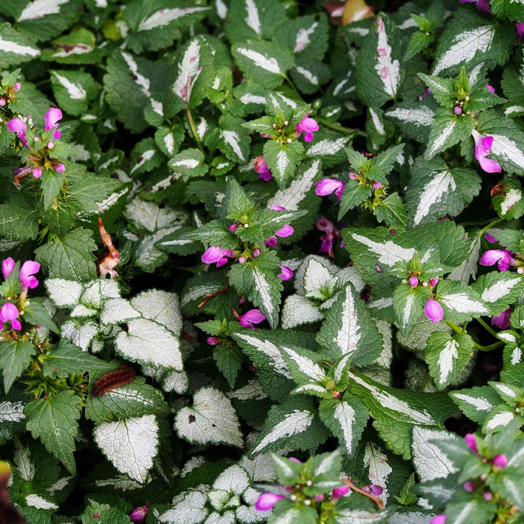 Lamium maculatum Roseum -  Lamier maculé rose