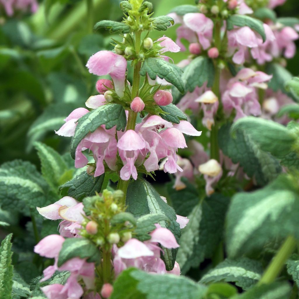 Lamium maculatum Shell Pink - Lamier rose