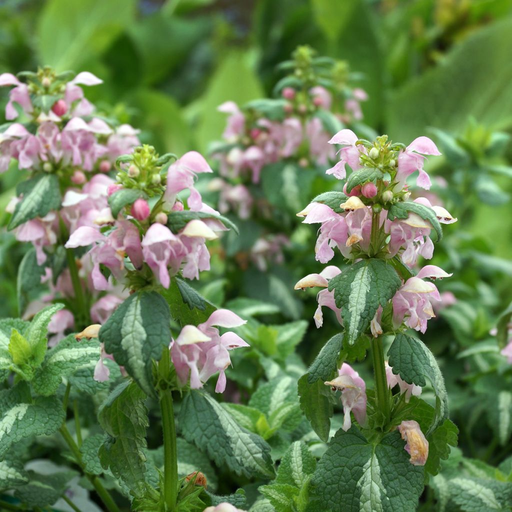 Lamium maculatum Shell Pink - Lamier rose