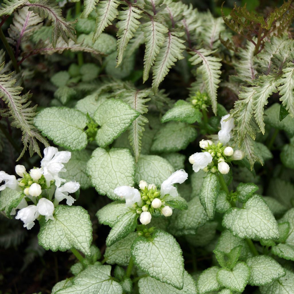 Lamium maculatum White Nancy - Lamier blanc