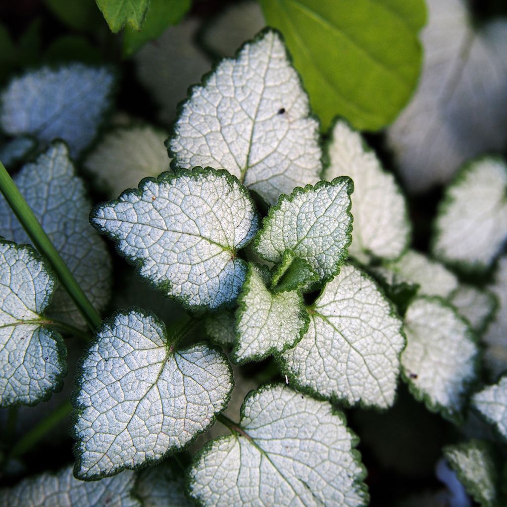 Lamium maculatum White Nancy - Lamier blanc