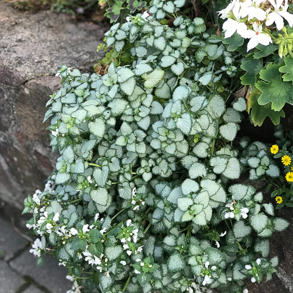 Lamium maculatum White Nancy - Lamier blanc