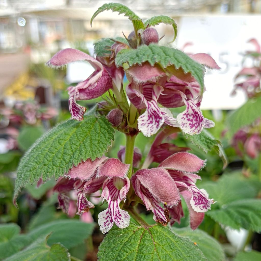 Lamium orvala - Lamier orvale