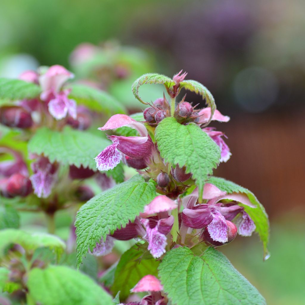 Lamium orvala - Lamier orvale