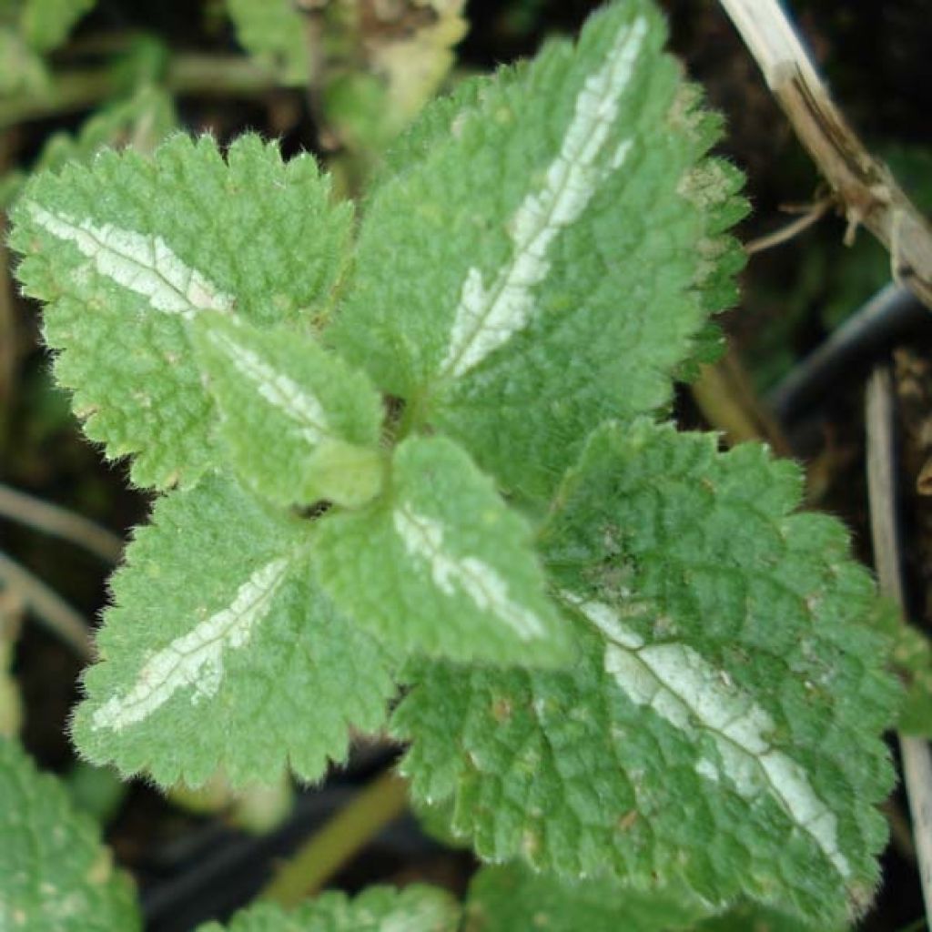 Lamium Shell Pink