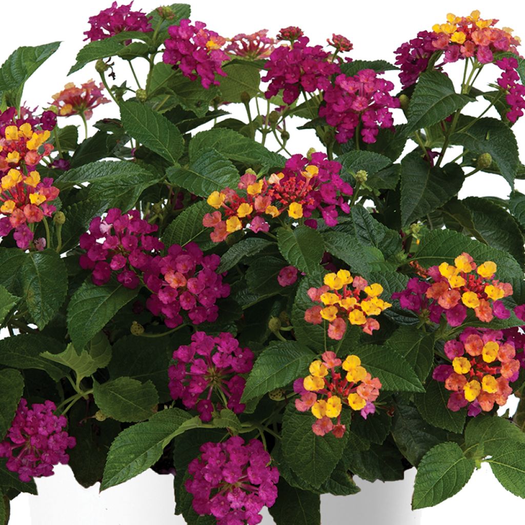 Lantana camara Gem Diva Pink