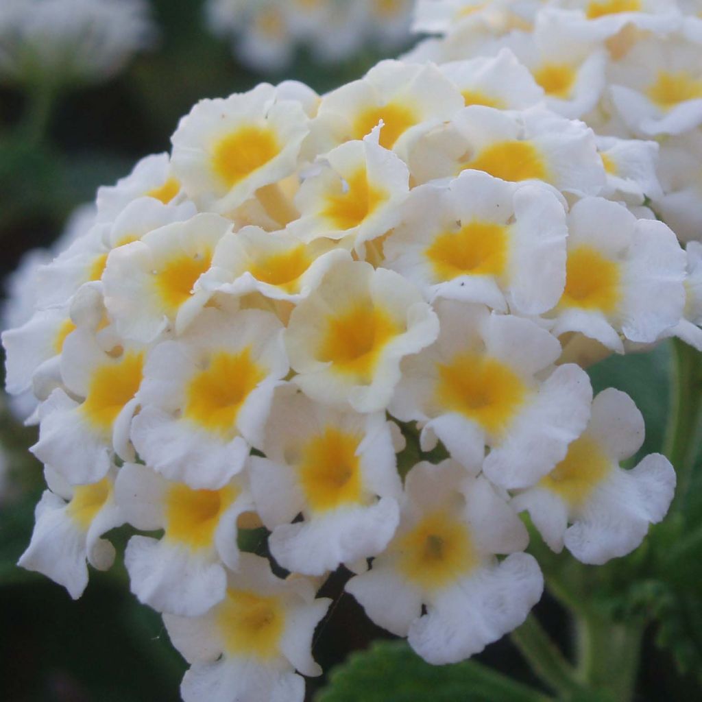 Lantana Camara Simon blanc