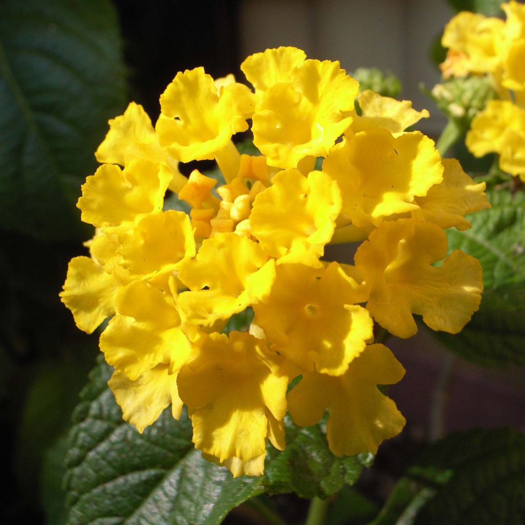 Lantana Camara Simon jaune