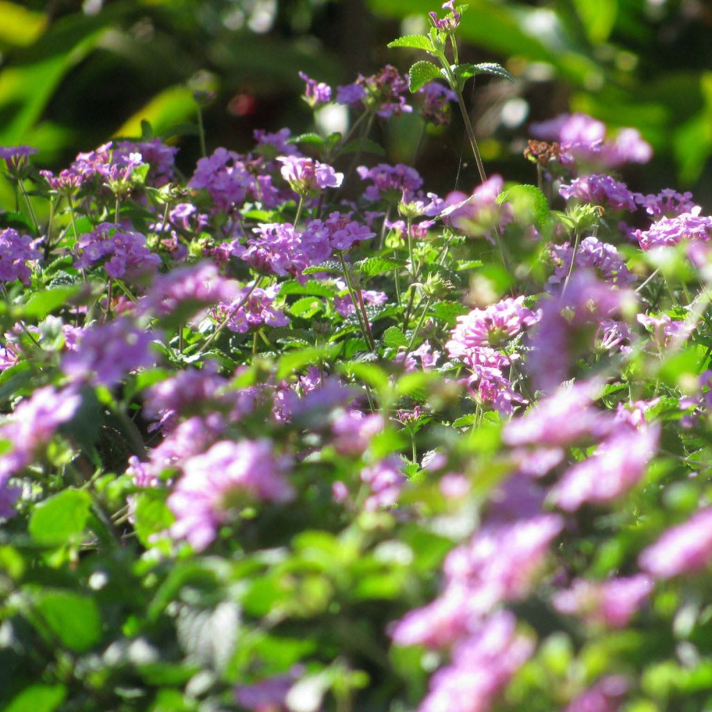 Lantana montevidensis Mauve - Lantanier rampant.