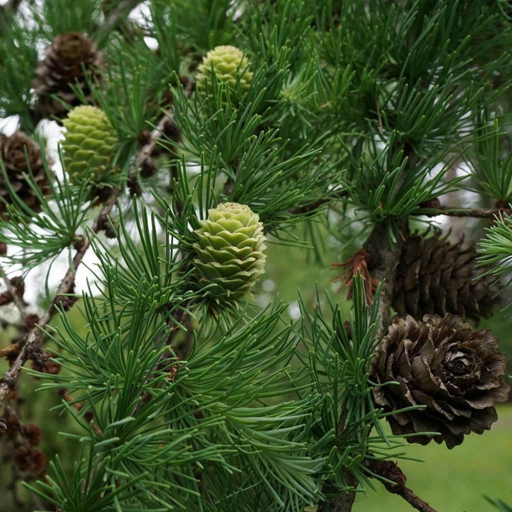 Larix kaempferi - Mélèze du Japon