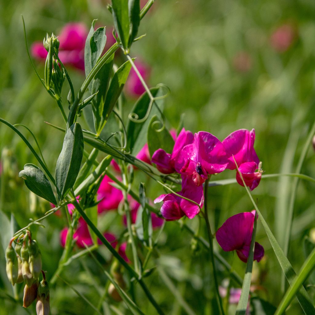 Lathyrus latifolius Red Pearl - Gesse à larges feuilles