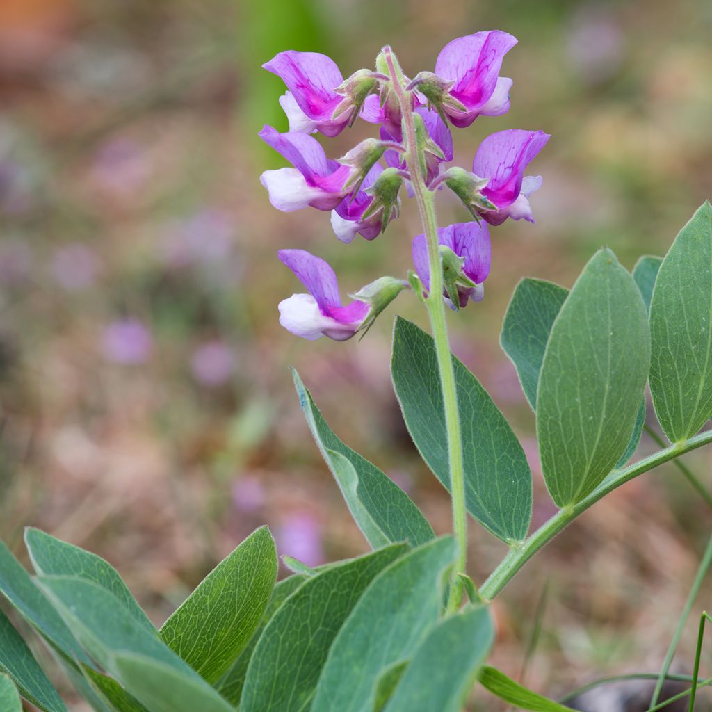 Lathyrus maritimus