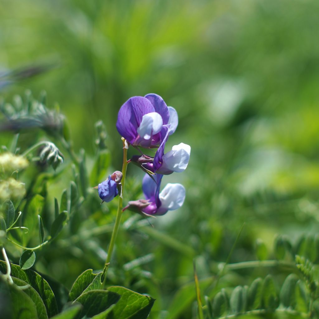 Lathyrus maritimus