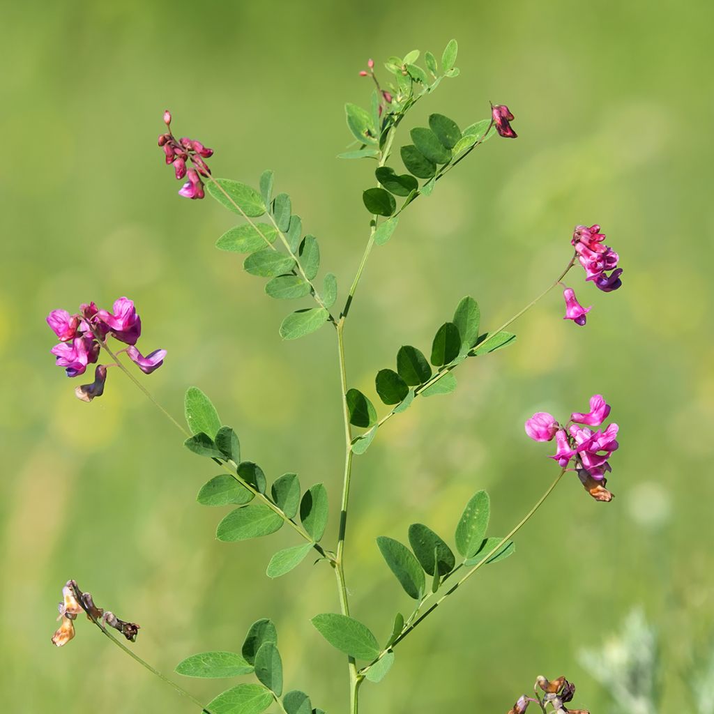 Lathyrus niger -  Pois vivace