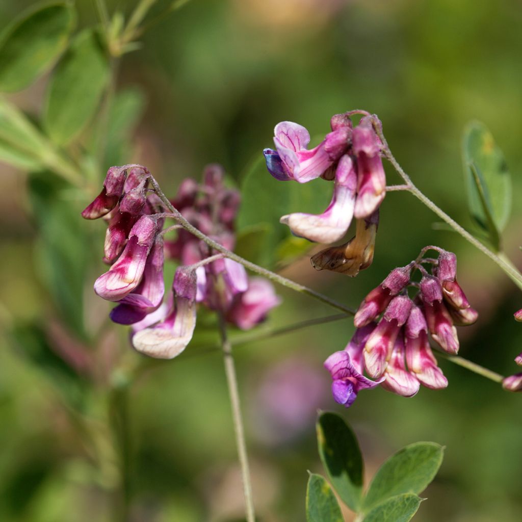 Lathyrus niger -  Pois vivace