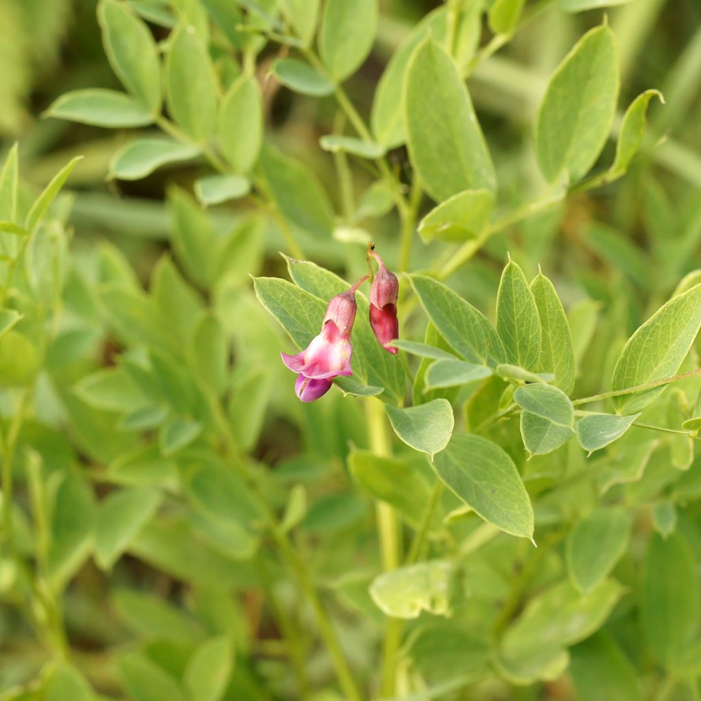 Lathyrus niger -  Pois vivace