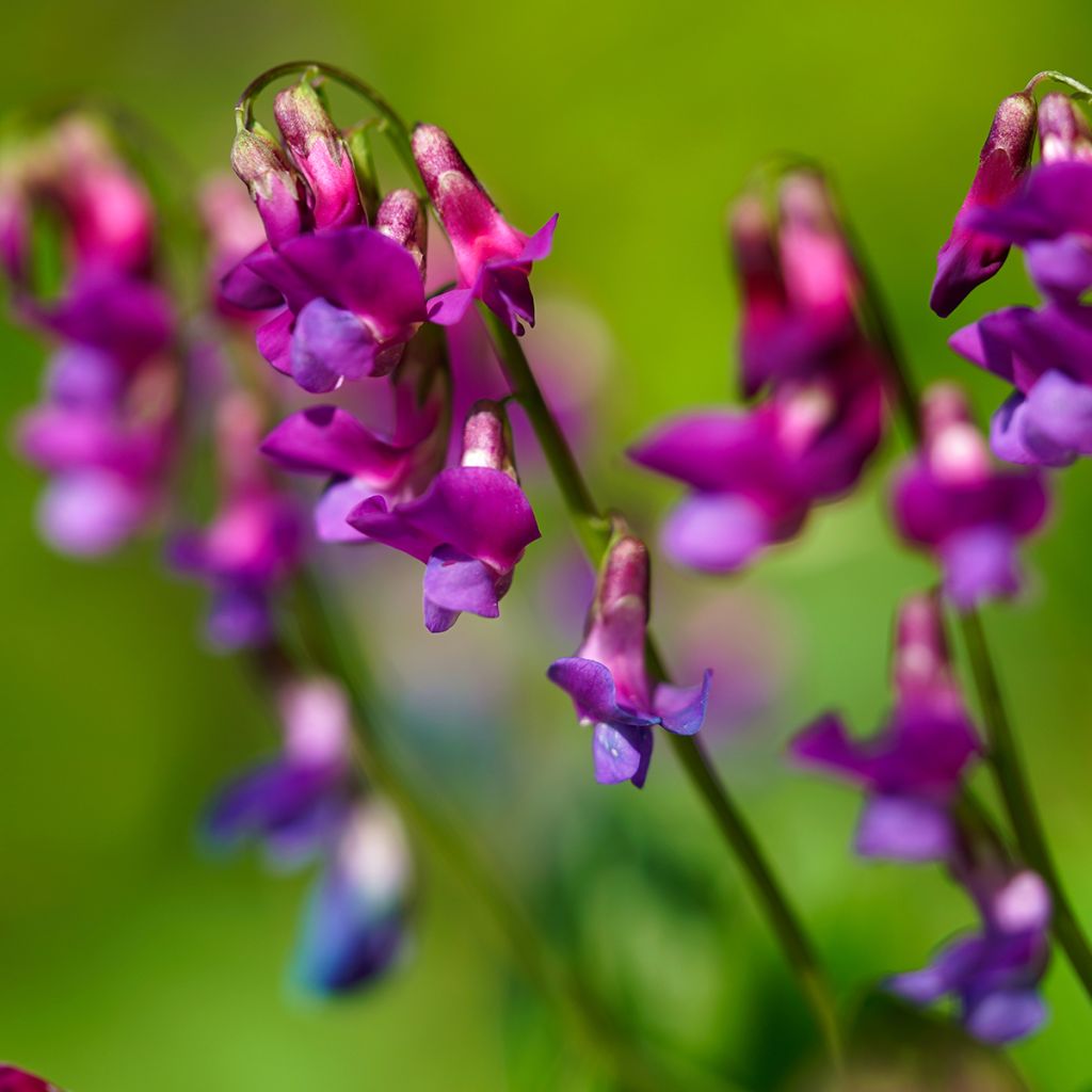 Lathyrus vernus - Pois de senteur vivace