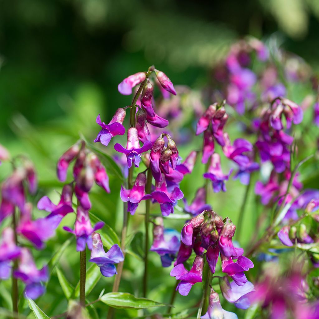 Lathyrus vernus - Pois de senteur vivace