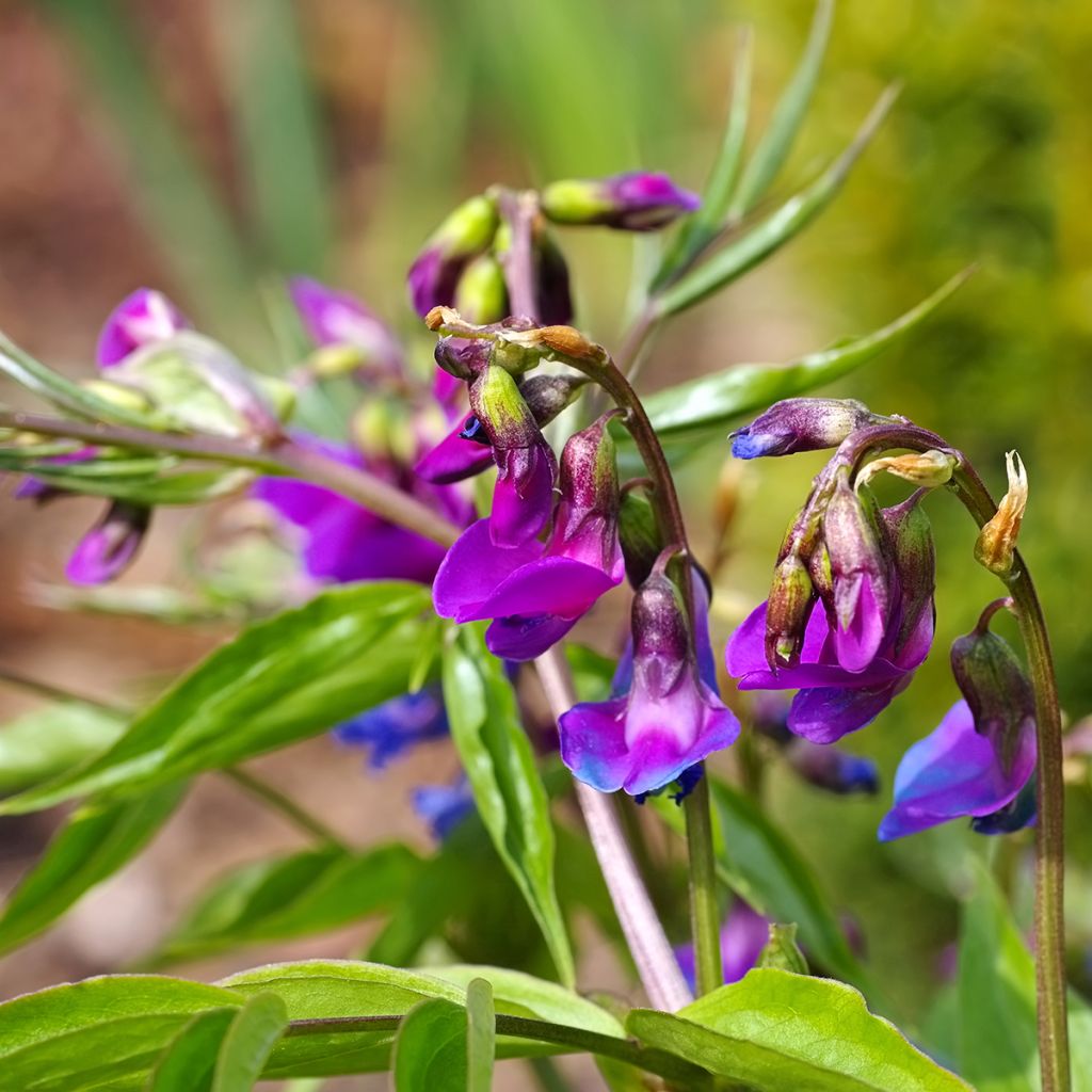 Lathyrus vernus - Pois de senteur vivace